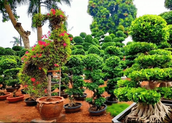 Kadiyapulanka Nurseries